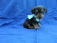 Junior, a male Yorkshire Terrier for sale in Whittier, CA – 1 of 1