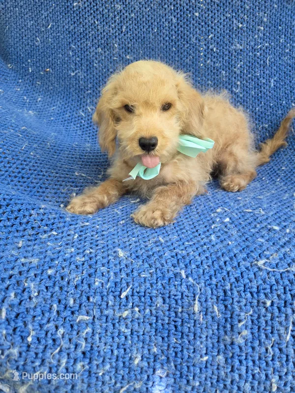 Olly – Cockapoo puppy for sale in Whittier, CA