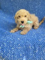Olly, a male Cockapoo for sale in Whittier, CA – 1 of 1