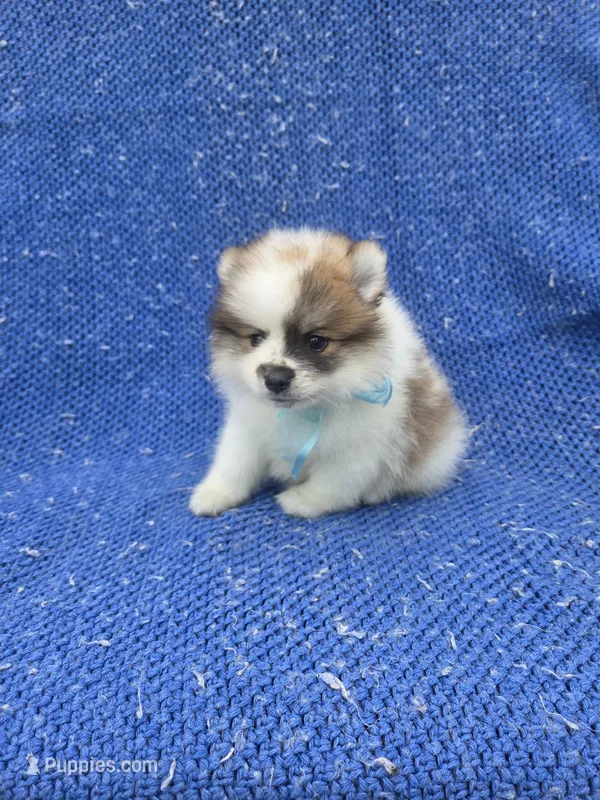 Rocky – Pomeranian puppy for sale in Whittier, CA