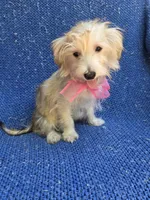Wendy, a female Morkie for sale in Whittier, CA – 1 of 1