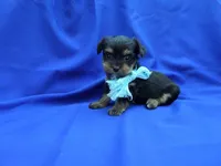 Teddy 2nd, a male Yorkshire Terrier for sale in Whittier, CA – 1 of 1