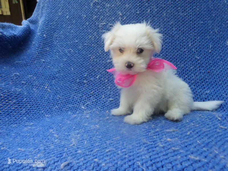 Faye 2nd  – Maltese puppy for sale in Whittier, CA