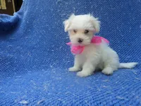 Faye 2nd , a female Maltese for sale in Whittier, CA – 1 of 1