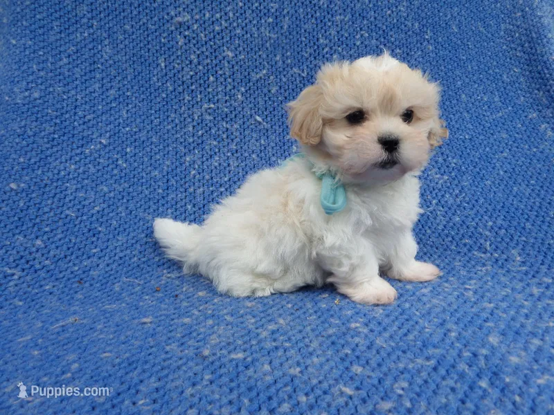 Benny – Mal Shi puppy for sale in Whittier, CA