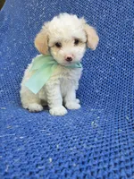 Oscar, a male Maltipoo for sale in Whittier, CA – 1 of 1