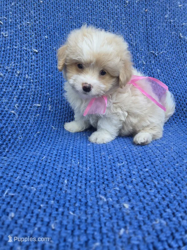 Bella – Morkie puppy for sale in Whittier, CA