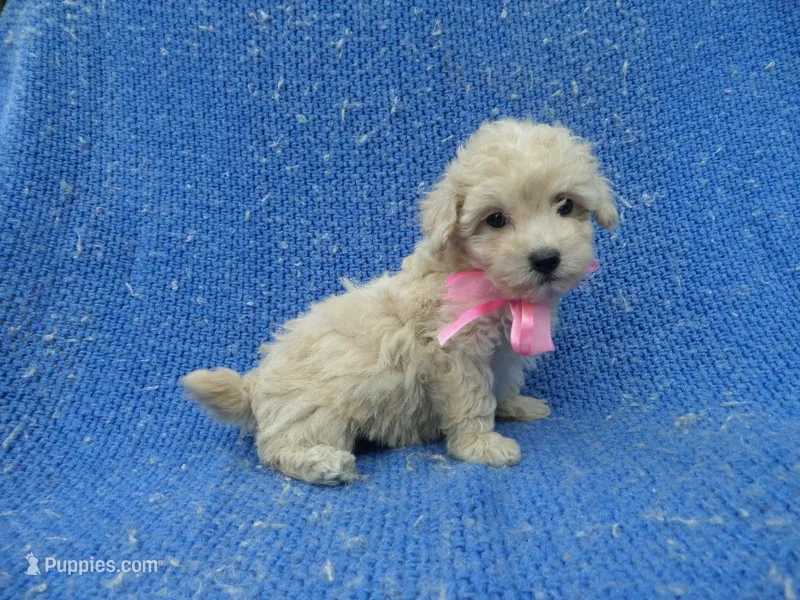 Faith – Poodle - Toy  puppy for sale in Whittier, CA