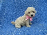Faith, a female Poodle - Toy  for sale in Whittier, CA – 1 of 1