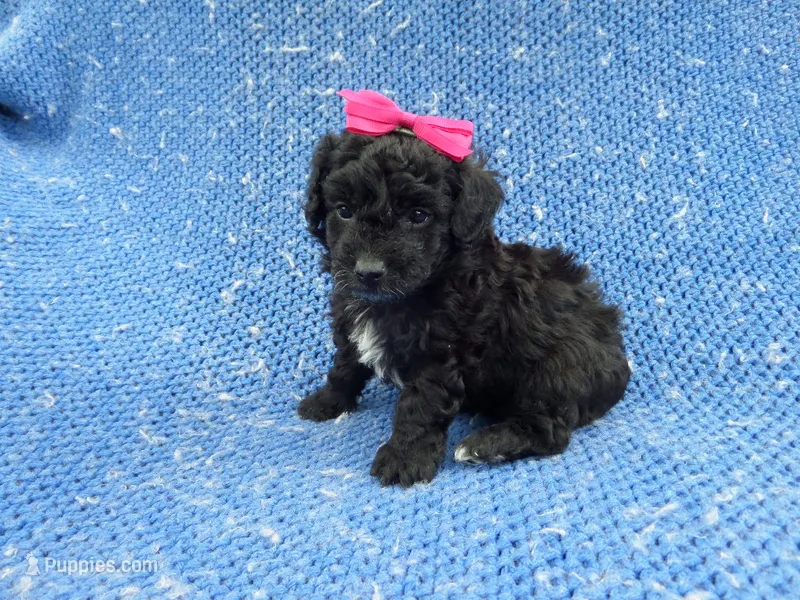Beth – Morkie puppy for sale in Whittier, CA