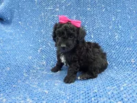 Beth, a female Morkie for sale in Whittier, CA – 1 of 1