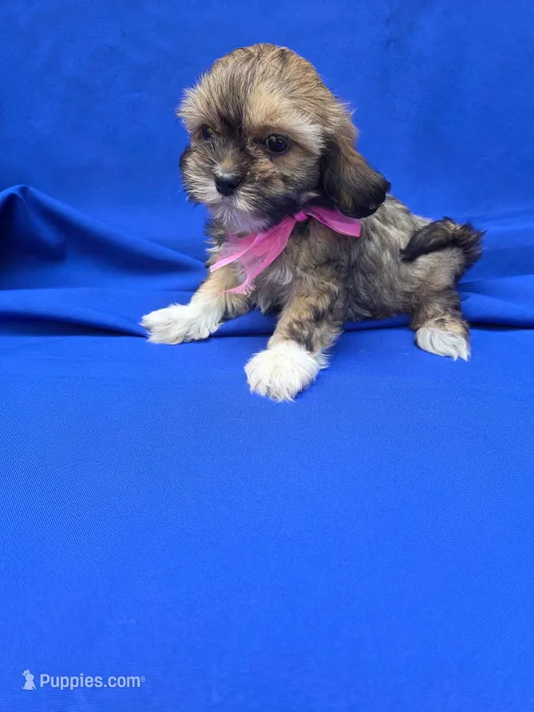 Jenna – Maltipoo puppy for sale in Whittier, CA