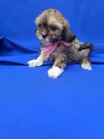 Jenna, a female Maltipoo for sale in Whittier, CA – 1 of 1