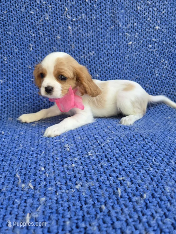 Nora – Cavalier King Charles Spaniel puppy for sale in Whittier, CA