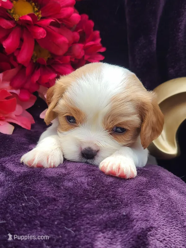 Colby – Cavalier King Charles Spaniel puppy for sale in Whittier, CA