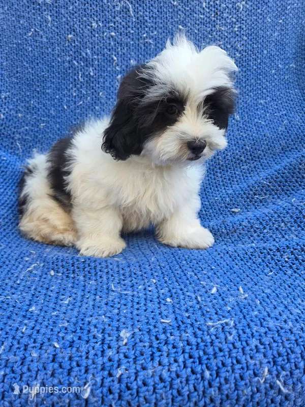 Gibby 2nd – Mal Shi puppy for sale in Whittier, CA
