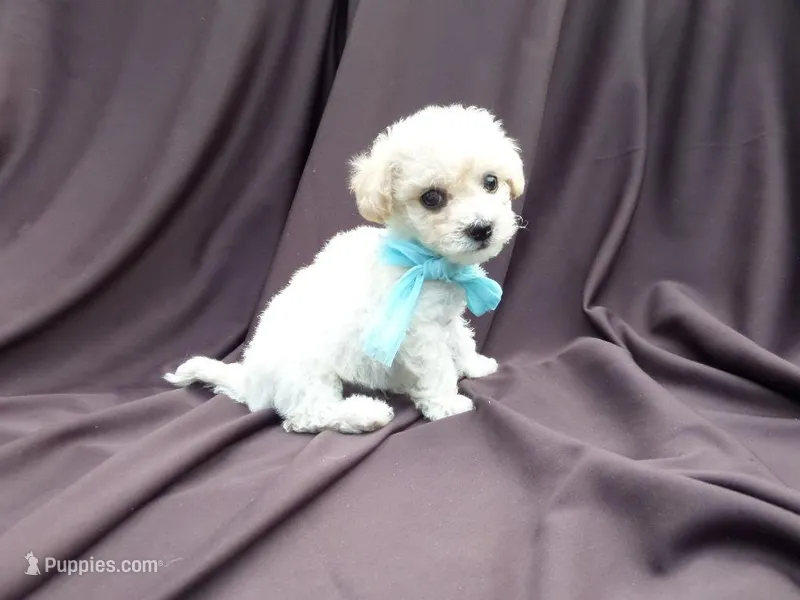 Olliver 2nd – Mal Shi puppy for sale in Whittier, CA