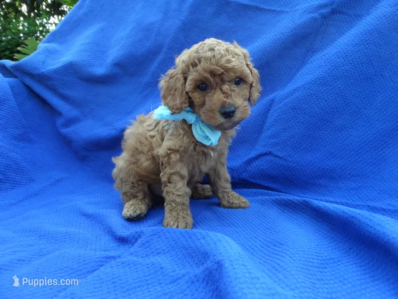 Olly – Poodle - Toy  puppy for sale in Whittier, CA