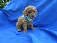 Olly, a male Poodle - Toy  for sale in Whittier, CA – 1 of 1