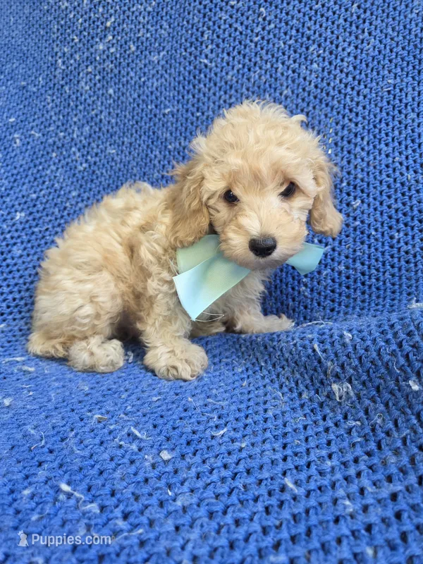 Vinny – Poodle - Toy  puppy for sale in Whittier, CA