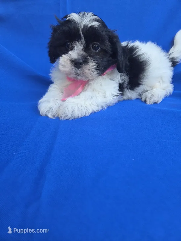 Lora 2nd – Maltipoo puppy for sale in Whittier, CA