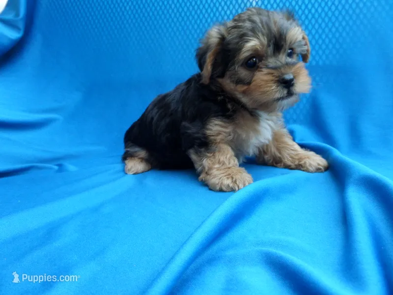 Remmy 2nd – Yorkshire Terrier puppy for sale in Whittier, CA