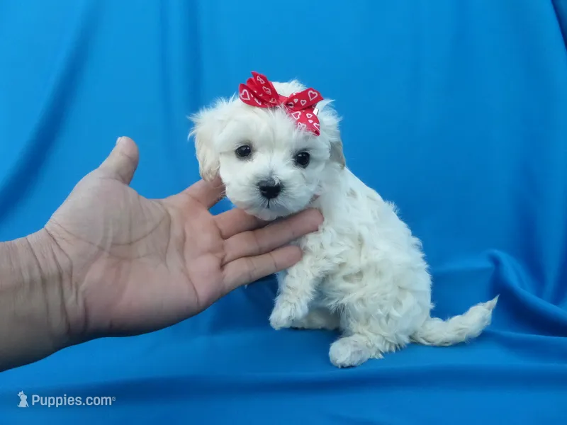 Lima – Maltipoo puppy for sale in Whittier, CA