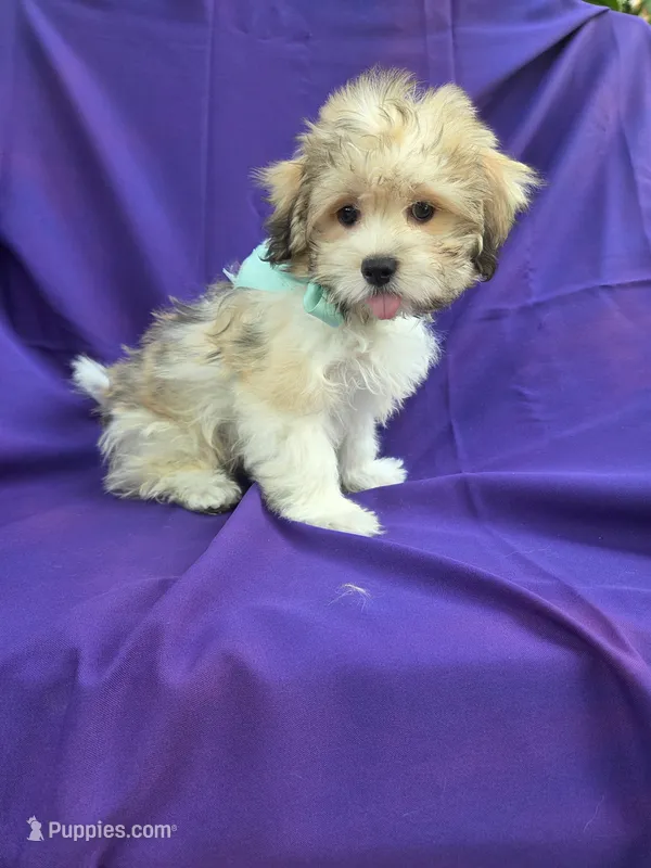 Felix – Maltipoo puppy for sale in Whittier, CA