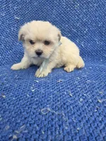 Jojo, a male Mal Shi for sale in Whittier, CA – 1 of 1