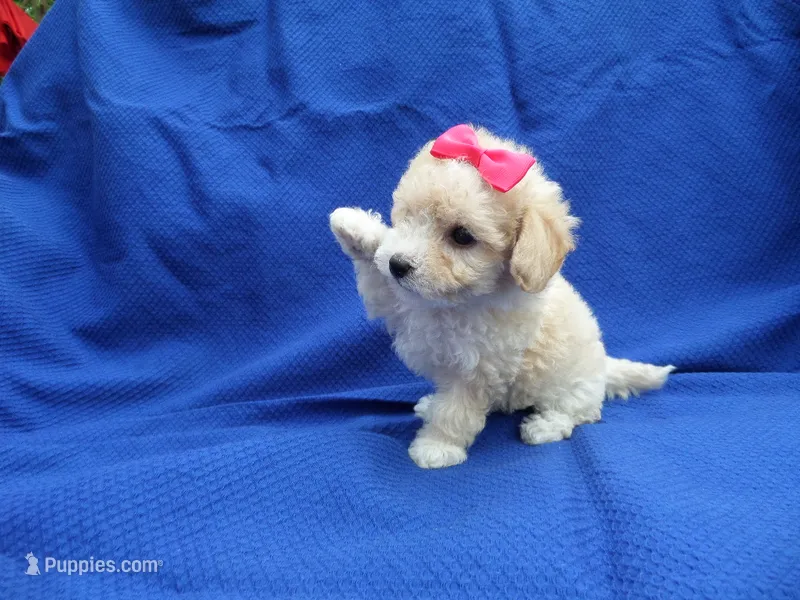Lilly – Maltipoo puppy for sale in Whittier, CA