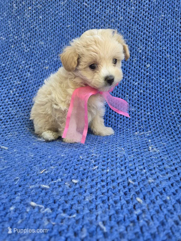Molly – Maltipoo puppy for sale in Whittier, CA