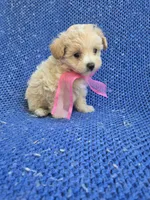 Molly, a female Maltipoo for sale in Whittier, CA – 1 of 1