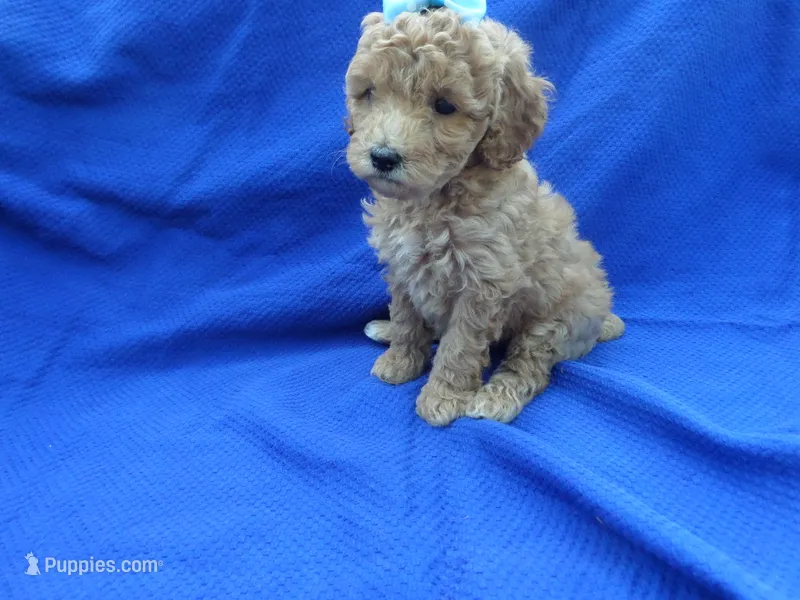 Vinny – Poodle - Toy  puppy for sale in Whittier, CA