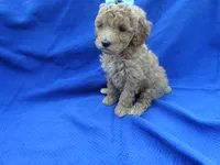 Vinny, a male Poodle - Toy  for sale in Whittier, CA – 1 of 1