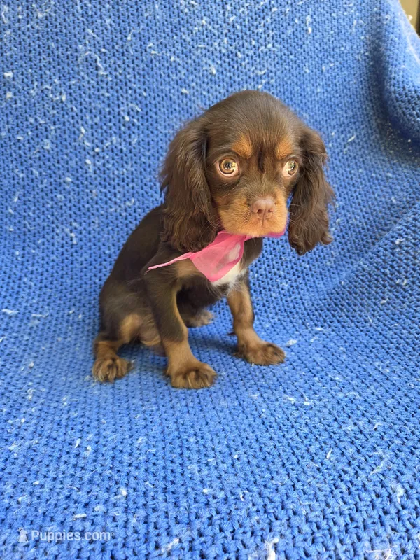 Cora  – Cavalier King Charles Spaniel puppy for sale in Whittier, CA