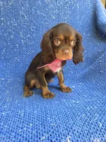 Cora , a female Cavalier King Charles Spaniel for sale in Whittier, CA – 1 of 1