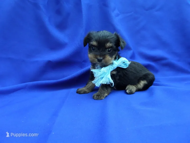 Teddy – Yorkshire Terrier puppy for sale in Whittier, CA