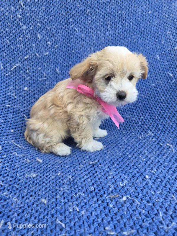 Beth 2nd, a female Shorkie for sale in Whittier, CA – Photo 1 of 1