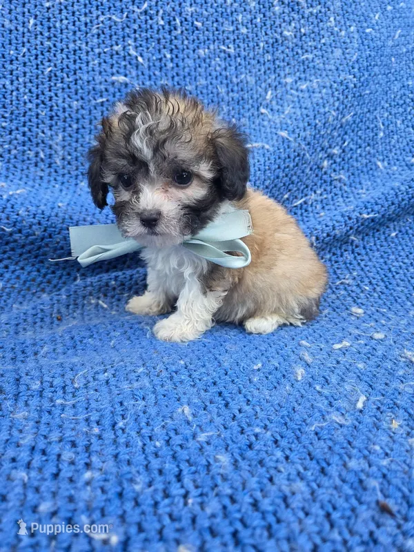 Oscar – Maltipoo puppy for sale in Whittier, CA