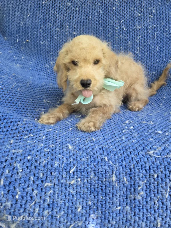 Peanut  – Maltipoo puppy for sale in Whittier, CA