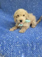 Peanut , a male Maltipoo for sale in Whittier, CA – 1 of 1