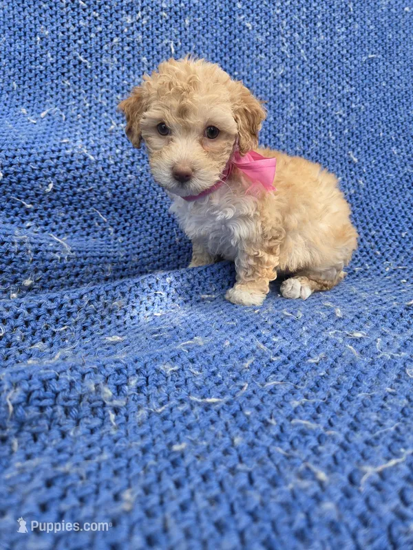 Caroline 2nd – Poodle - Toy  puppy for sale in Whittier, CA