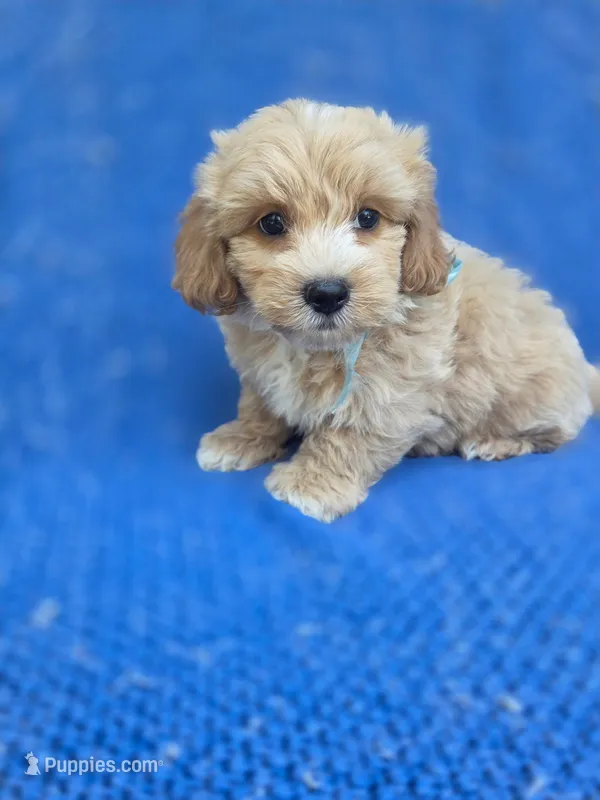 Teddy – Maltipoo puppy for sale in Whittier, CA