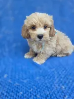 Teddy, a male Maltipoo for sale in Whittier, CA – 1 of 1