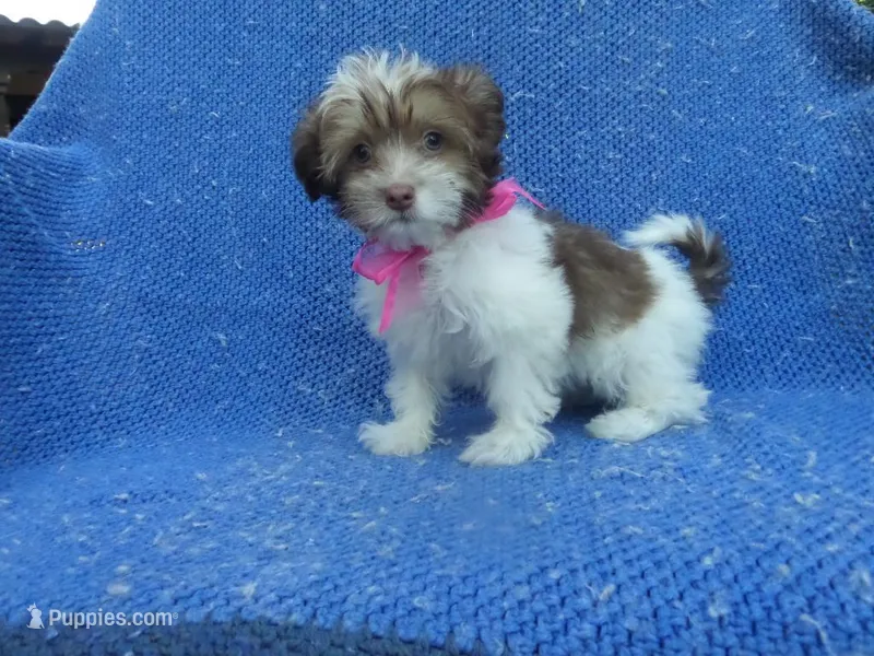 Jenna – Mal Shi puppy for sale in Whittier, CA