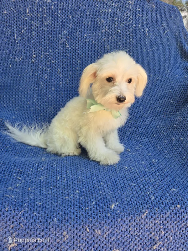 Chase – Maltese puppy for sale in Whittier, CA
