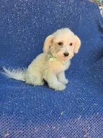 Chase, a male Maltese for sale in Whittier, CA – 1 of 1