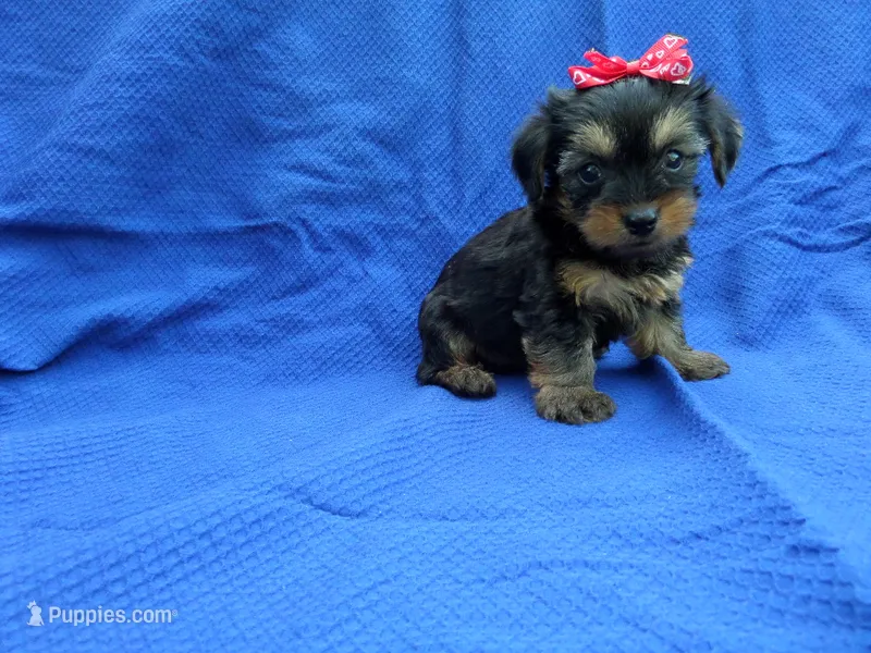 Carol – Yorkshire Terrier puppy for sale in Whittier, CA