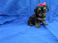 Carol, a female Yorkshire Terrier for sale in Whittier, CA – 1 of 1