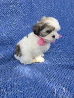 Cammy, a female Mal Shi for sale in Whittier, CA – 1 of 1